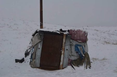 Монголын “ирээдүй” нохойн үүрнээс дор оромжид өсөн бойжиж байна